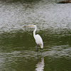 great egret