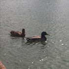 Duck or Mallard