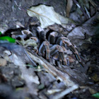 Costa Rican Orange-kneed Tarantula
