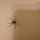 Brown Recluse??