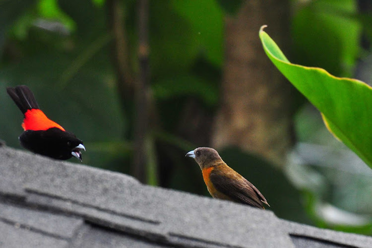A Cherrie's Tanager having a chat with a neighbor near Quepos in Costa Rica. 