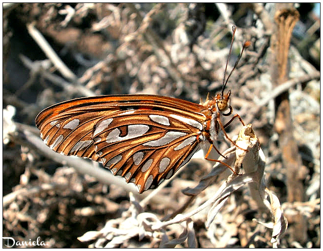 Gulf Fritillary.