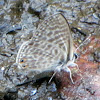 Common Zebra Blue Butterfly