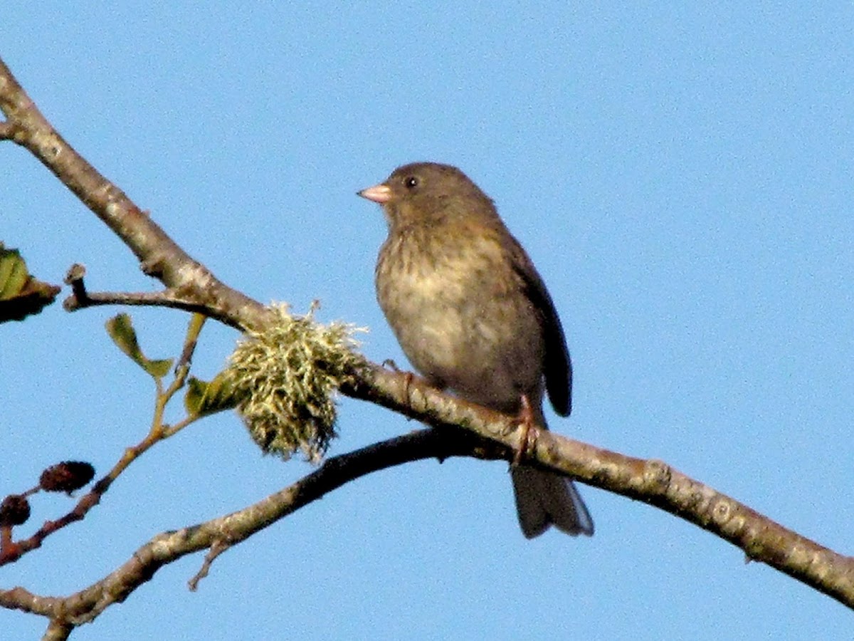 Dark-eyed Junco (Juvenile)