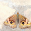 Mangrove buckeye