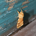 Prominent moth