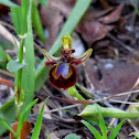 Mirror bee-orchid