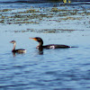 Pied-billed Grebe and Double-crested Cormorant