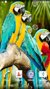 How to download Parrots Live Wallpaper 1.0 apk for bluestacks