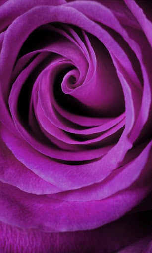 免費下載漫畫APP|Macro Rose Live Wallpaper app開箱文|APP開箱王