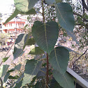 Bodhi  tree