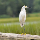 Snowy Egret