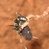 black ant with egg