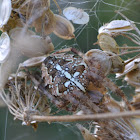 Orb weaver spider - ragno crociato
