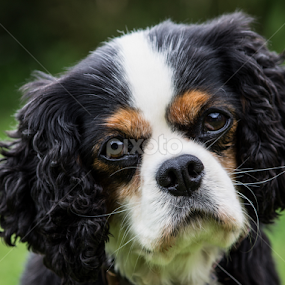 Kim by Tracey Dolan - Animals - Dogs Portraits