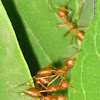Weaver Ant's nest
