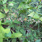 Virginia Knotweed