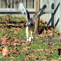 red-tail hawk