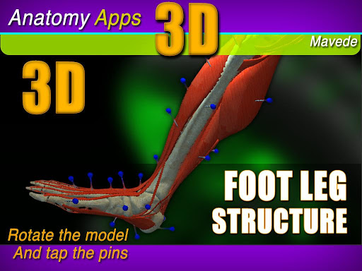 Foot Leg 3D Structure