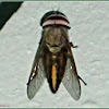Horse Fly (Male)