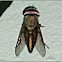 Horse Fly (Male)
