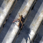 American bird grasshopper