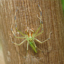 Long Jawed Jumping Spider
