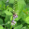 Bush Vetch