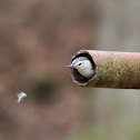 White-breasted Nuthatch