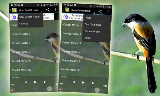 Kicau Burung Cendet Master
