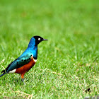 Superb Starling