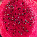 Costa Rica Red Dragon Fruit