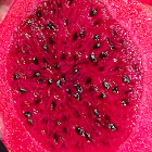 Costa Rica Red Dragon Fruit