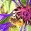 Common Carder bee