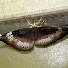 Nymphalid butterfly