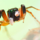 Colorful Jumping Spider