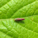 Red and blue leafhopper