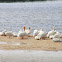 American White Pelican