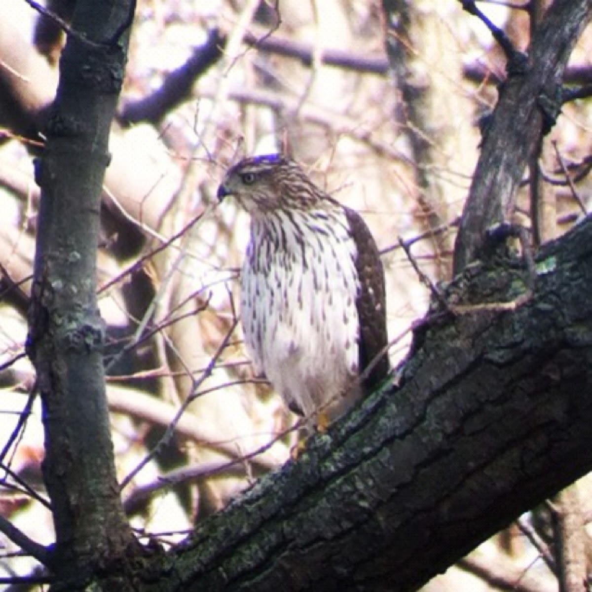 Cooper's hawk