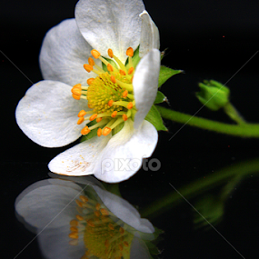 Flower Reflection by Phil Le Cren - Artistic Objects Still Life