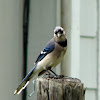 Blue Jay