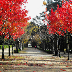 Avenida vermelha by Ana Batista Constantino - City,  Street & Park City Parks