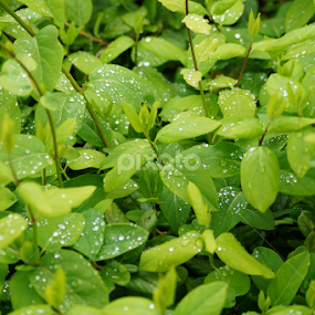 by Bernardo Carmo - Flowers Flower Gardens