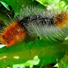 Wooly Bear Caterpillar