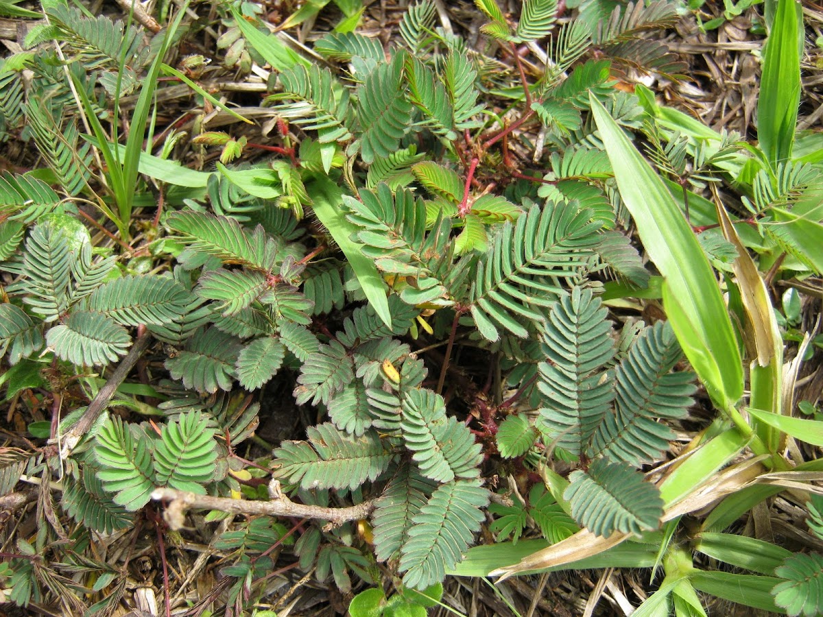 Sensitive Plant or  Touch-me-not