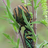 Green June beetles
