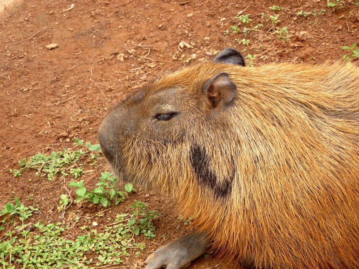 Capibara. Capybara
