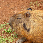 Capibara. Capybara