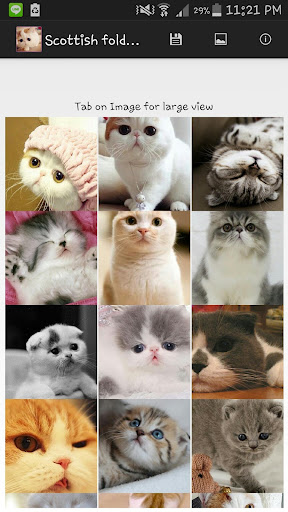 Scottish fold wallpaper 2015