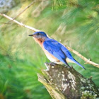 Eastern Bluebird